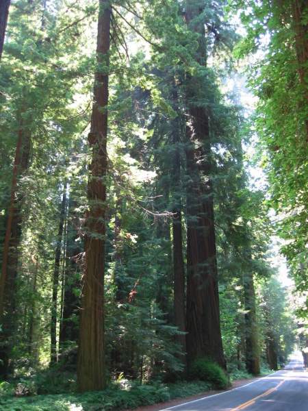 <i><b>321-Ave of the Giants</b></i>